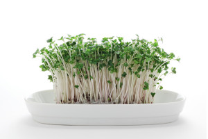 broccoli-sprouts-product